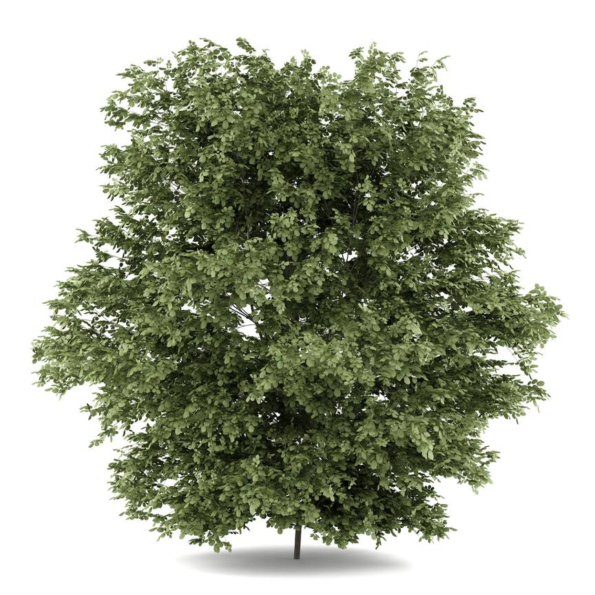 BRZ 20250910 1947 Botanisch Brussel Hazelaar