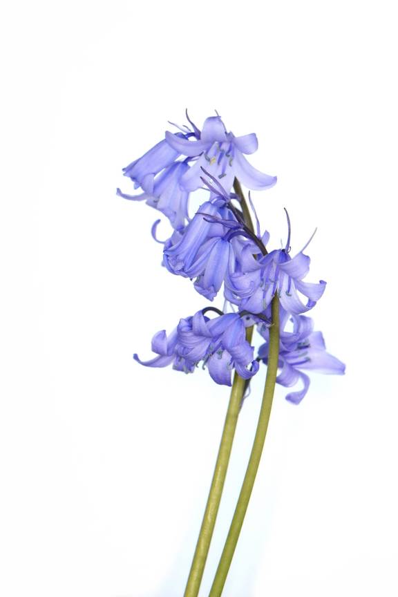 BRZ 20250924 1949 BOTANISCH BRUSSEL Boshyacinth