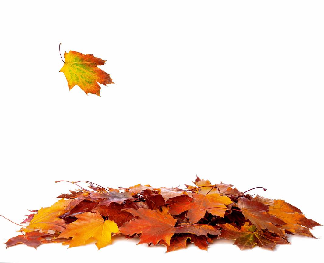 BRZ 20251015 1952 BOTANISCH Bladeren