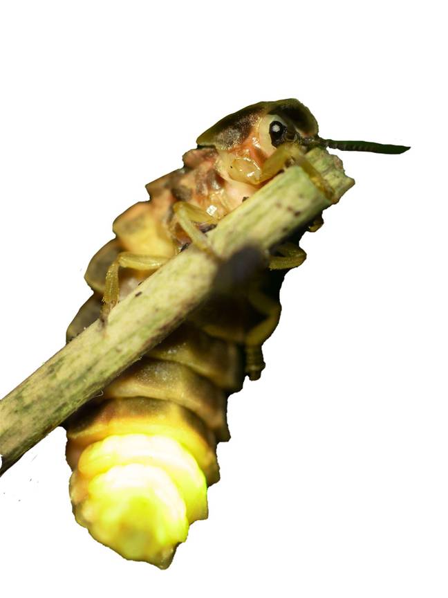 BRZ 20251112 1956 Beestig glimworm 2