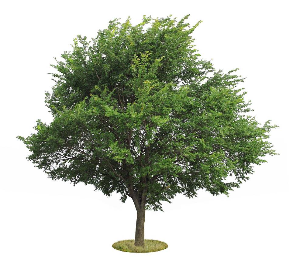 BRZ 20251126 1958 BOTANISCH Olm 114208132