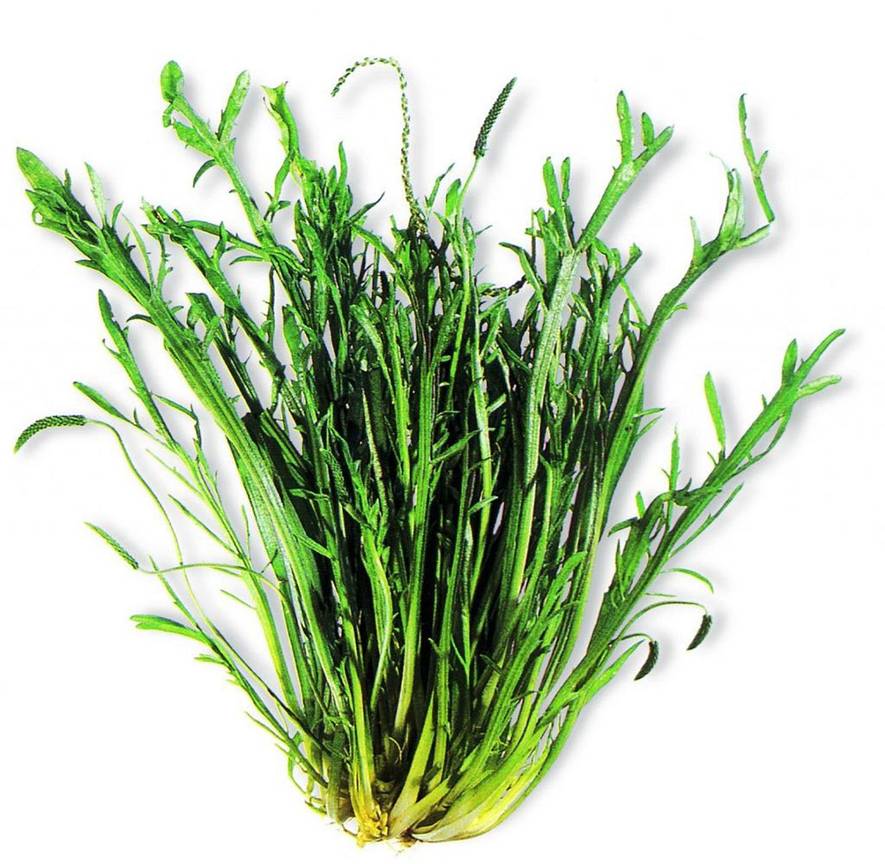 BRZ 20251203 1959 Botanisch Hertshoornweegbree