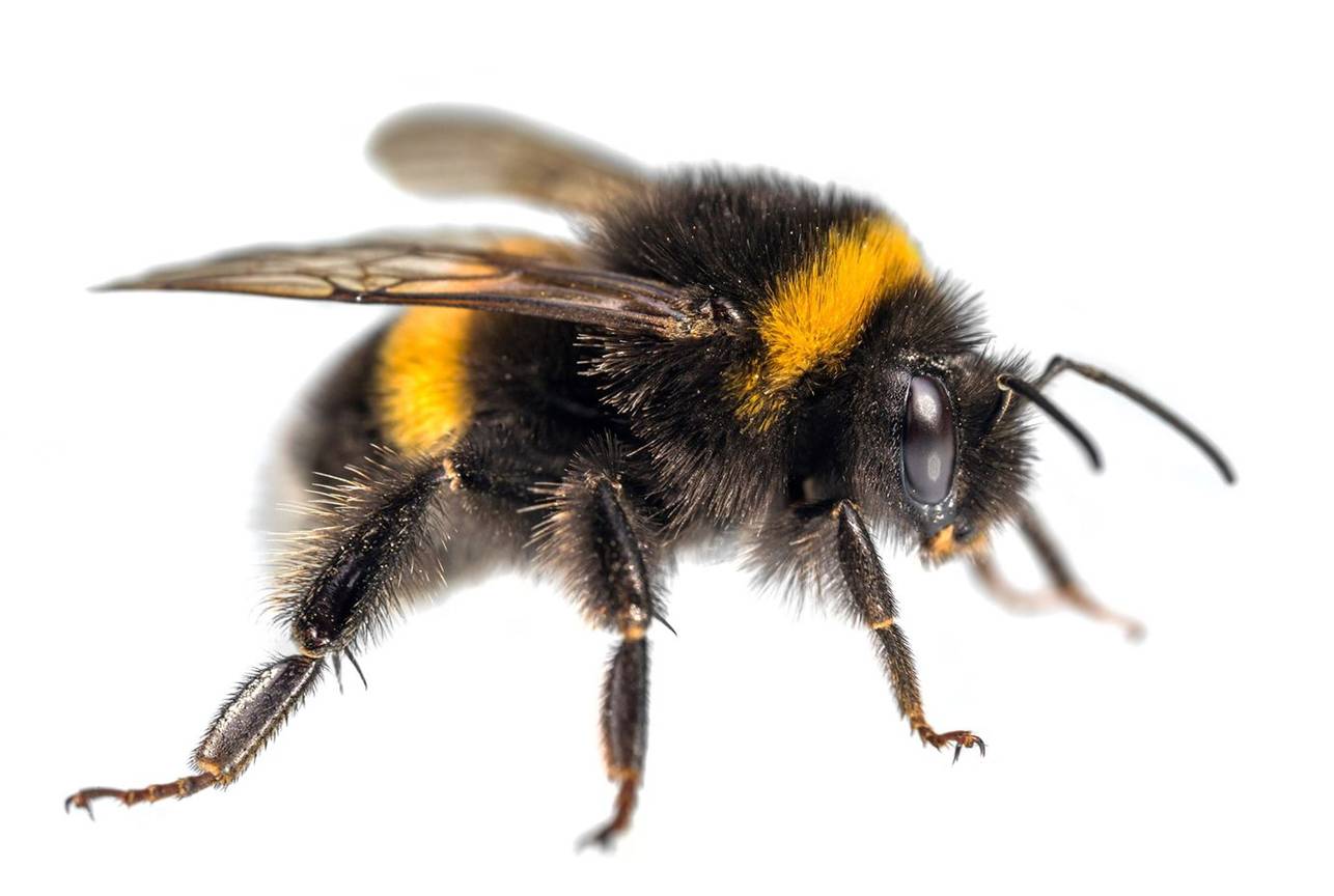 BRZ 20260128 aardhommel2