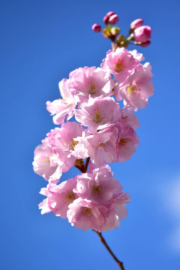 BRZ 20260304 1969 prunus accolade