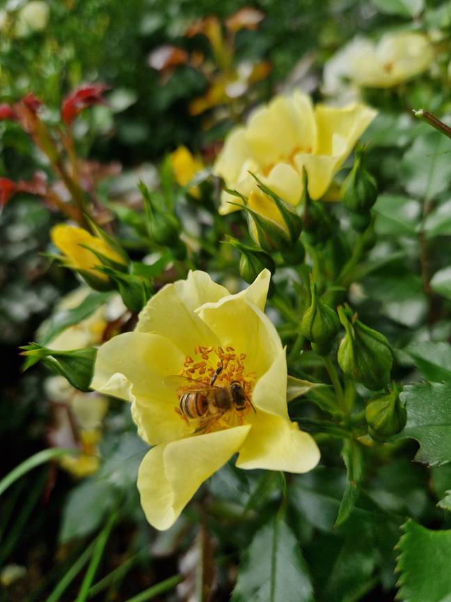 BRZ 20260610 1983 botanisch rosa bee gold