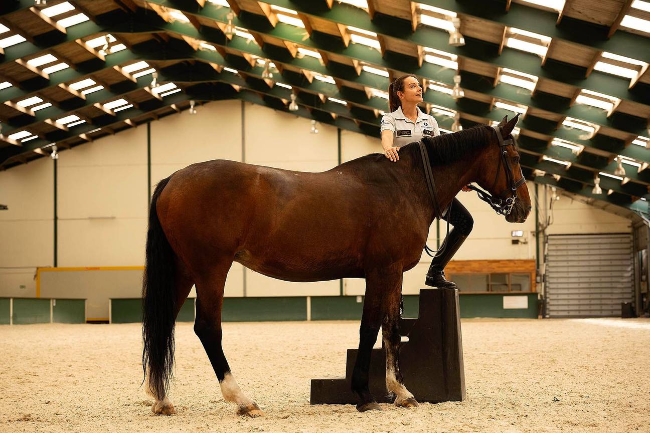 BRZ 20260701 1986 ruiter te paard
