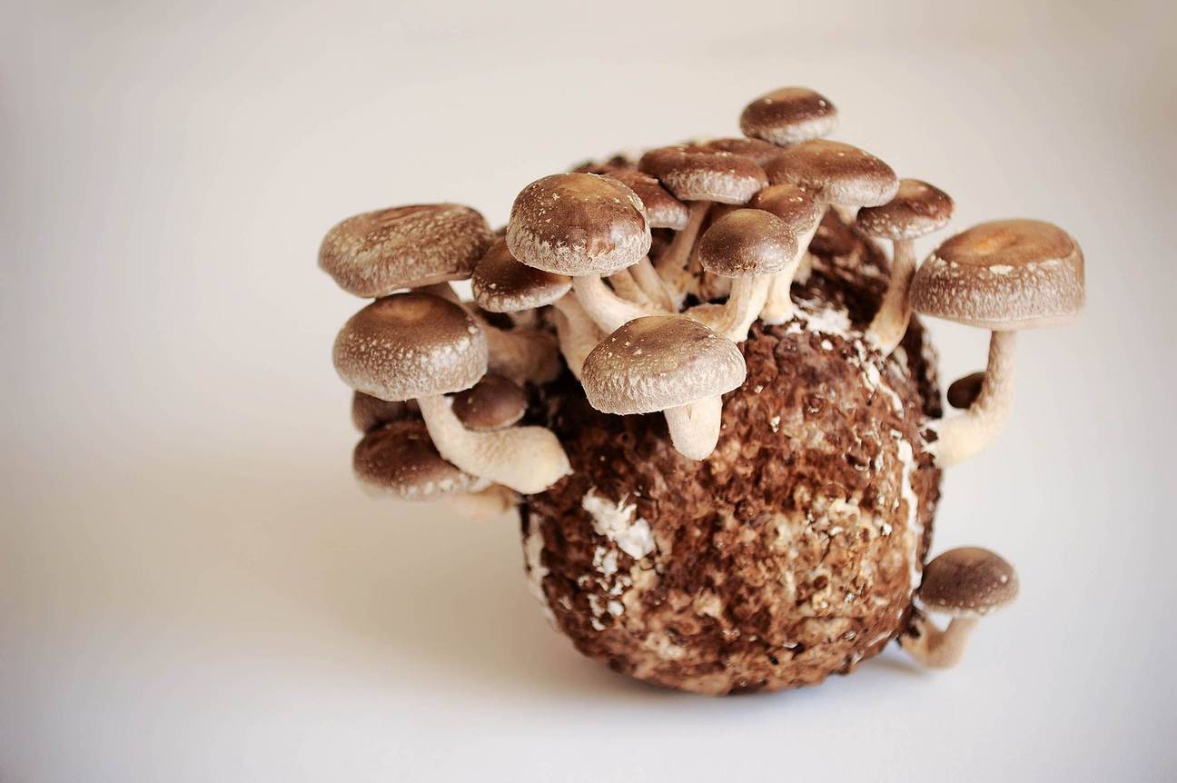 BRZ 20260701 1986 BOTANISCH Mycelium