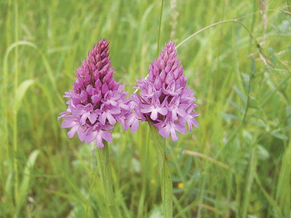 Hondskruid 090605
