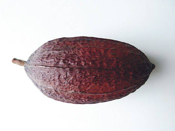 Cacaopeul
