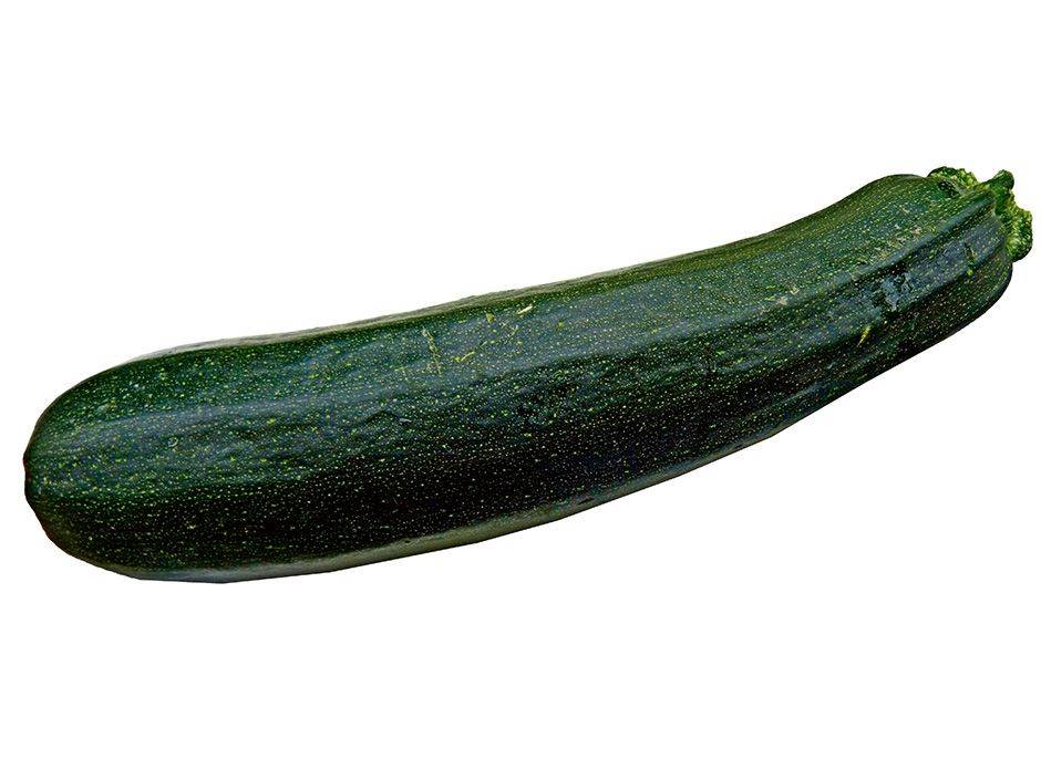 Trachet Courgette BRUZZ ACTUA 1582