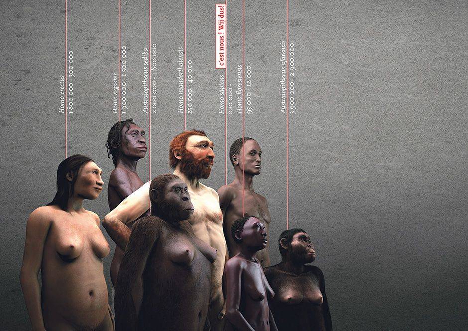 HUMAN EVOL  BRUZZ 1532