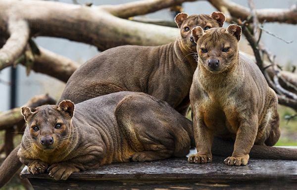 fossa fretkat