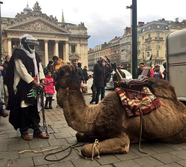 dromedaris in centrum brussel