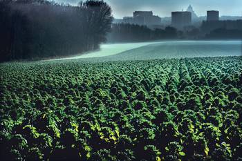 Spruitenveld Ring Laarbeekbos