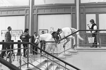 Cowboyspektakel met paard in het Belgisch Stripmuseum, ter gelegenheid van de grote Lucky Luke-tentoonstelling