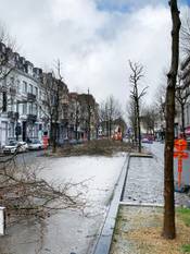 Gekapte bomen aan de Stalingrad
