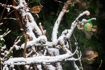 Sneeuw in Jette op zondag 7 februari 2021: vogels eten in de tuinen van voedselballen die de bewoners aan de takken van bomen hangen