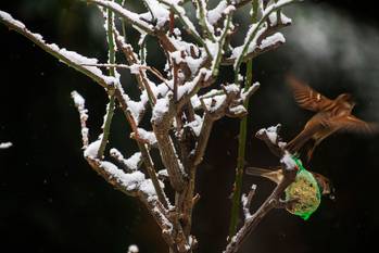 Sneeuw in Jette op zondag 7 februari 2021: vogels eten in de tuinen van voedselballen die de bewoners aan de takken van bomen hangen