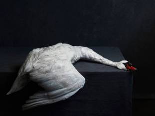 SLT20240828 SWAN NATUREMORTE 2016 ATELIER