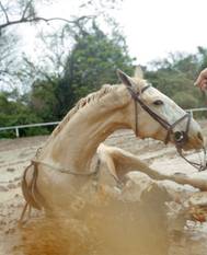 SLT102025 Emilio Azevedo Rondonia 19