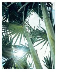 SLT102025 Emilio Azevedo Rondonia 5