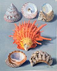 BRZ 20260211 1966 erfgoed schelpdieren5