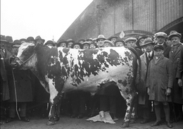 20210324 1746 BIG CITY Abattoir
