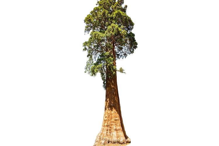 Giant sequoias mammoetboom_(c)_Shutterstock