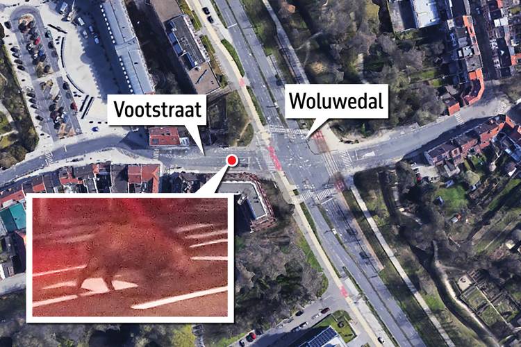 In de Vootstraat in Sint-Lambrechts-Woluwe, werd een everzwijn gesignaleerd