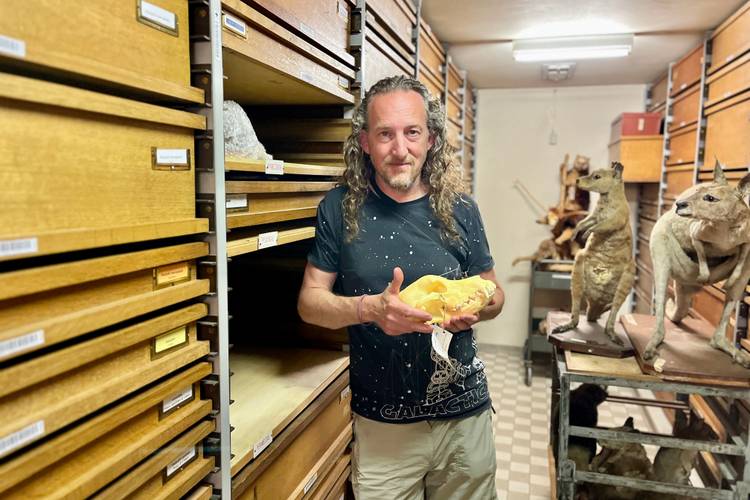 Als wetenschappelijk technicus prepareert Jeroen Venderickx dieren, zodat ze daarna veilig bewaard kunnen worden in de collectie of archieven. 