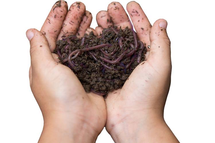 BRZ 20250514 1935 BEESTIG compost Worm