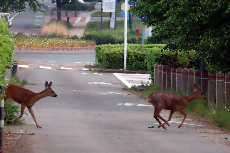 BRZ 20251105 1955 BEESTIG Ree