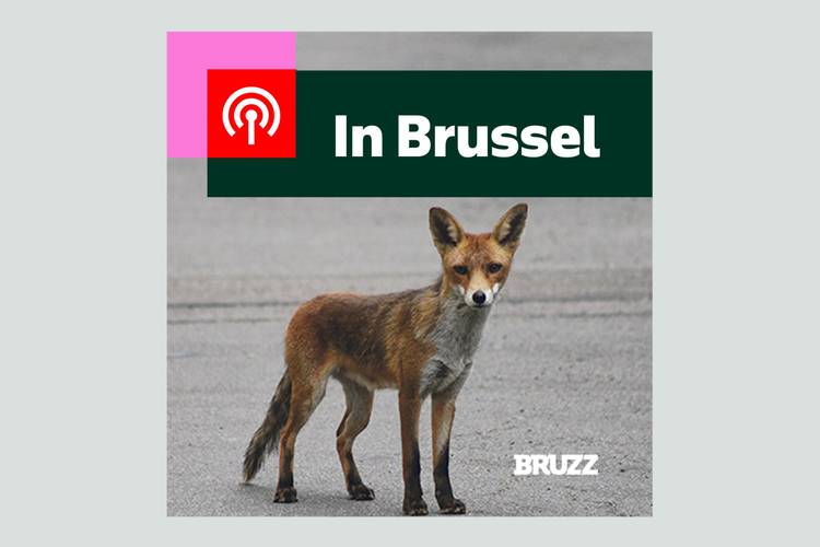 #40 In Brussel: De toestand van egels, vossen en andere wilde dieren in de stad