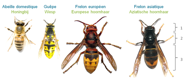 Deze Aziatische hoornaar is een bedreiging voor Nederland. En dat als je één of meerdere van deze Aziatische hoornaren zag, je dit moest melden. Het bleek om een grote wesp te gaan.