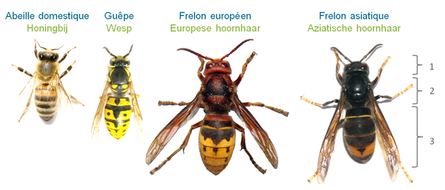 Aziatische hoornaar steek; herkennen monsterwesp, gevaarlijk melden Deze Aziatische hoornaar is een bedreiging voor Nederland. En dat als je één of meerdere van deze Aziatische hoornaren zag, je dit moest melden. Het bleek om een grote wesp te gaan.