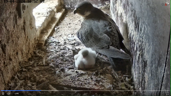2024-04-19valkjes zijn uitgekomen