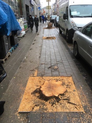 Gekapte bomen Fernand Cocq