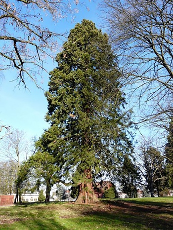 De Mammoetboom in het Park van Woluwe.