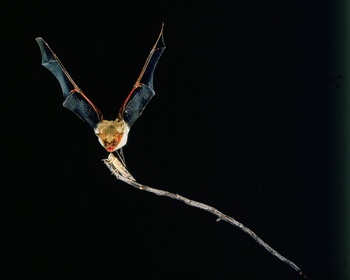 myotis myotis vleermuis