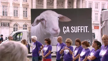 GAIA protest onverdoofd slachten