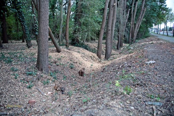 Groene Zone Sint-Lambrechts-Woluwe gekapte bomen