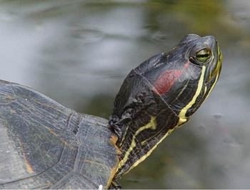 De Roodwangschildpad.