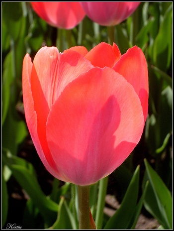 tulp bloem