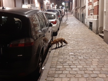 Vos in Keizer Karelstraat Europese wijk