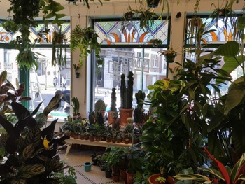 Wondergreen_Schaarbeek_plantenwinkel_kamerplanten_urban jungle