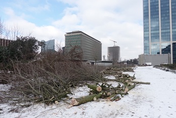 gekapte bomen RAC