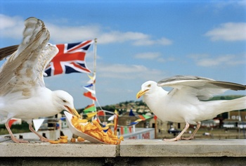 Martin Parr: Dorset, England, GB, 1996