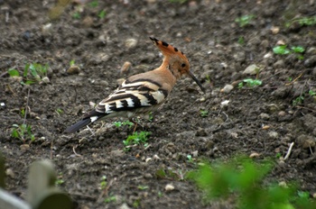 hop_vogel_flickr.jpg