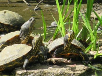 geelbuikschildpad Kruidtuin