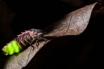 Een vrouwelijke, grote glimworm